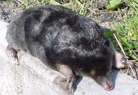 European_mole_animal