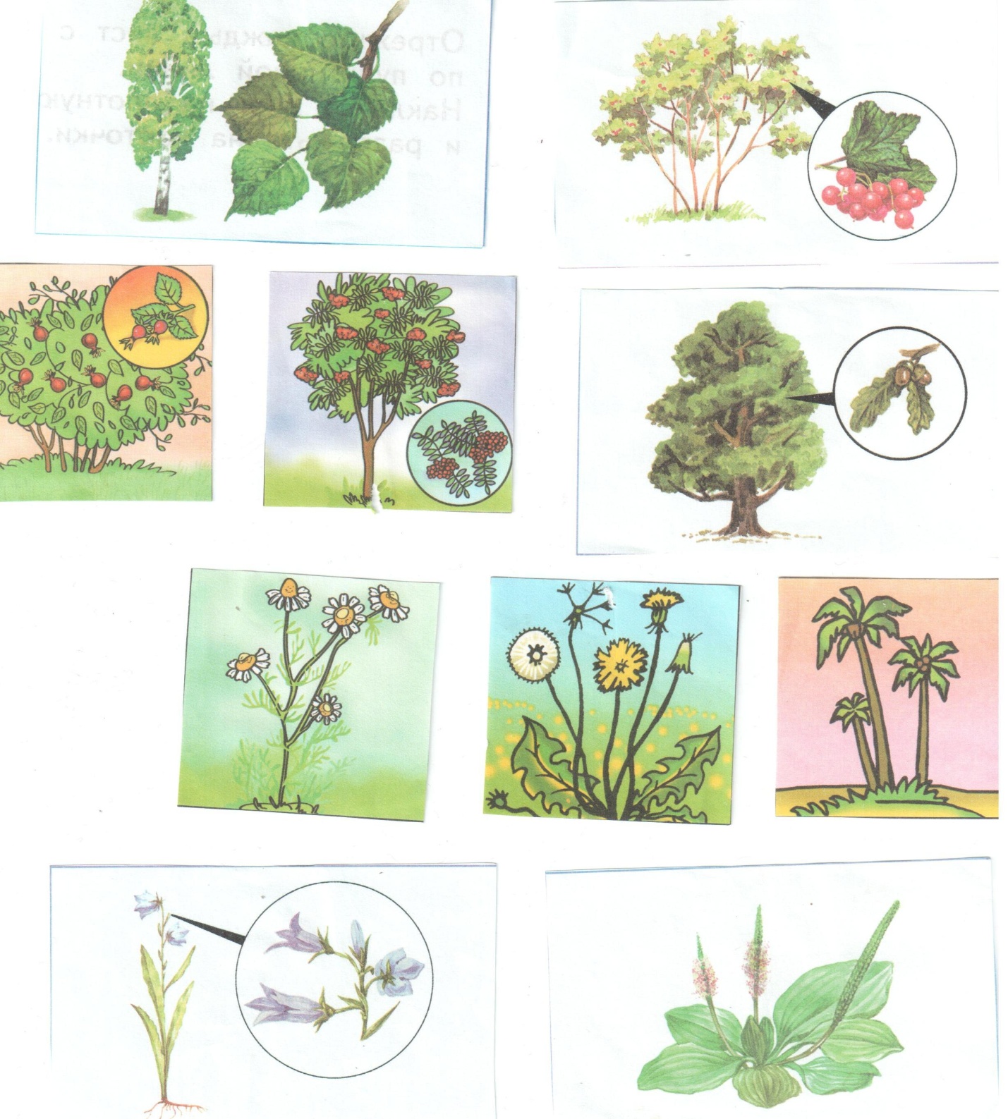 травянистые растения картинки для детей