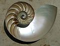 http://upload.wikimedia.org/wikipedia/commons/thumb/0/08/NautilusCutawayLogarithmicSpiral.jpg/120px-NautilusCutawayLogarithmicSpiral.jpg