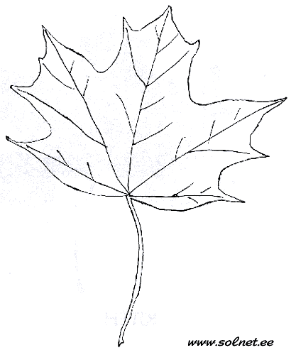 http://www.solnet.ee/sol/004/raskraski8/leaf08.gif