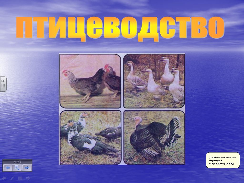 Тест на тему животноводство 3. Отрасль животноводства занимающаяся разведением кур. Какие товары мы получаем благодаря животноводству.