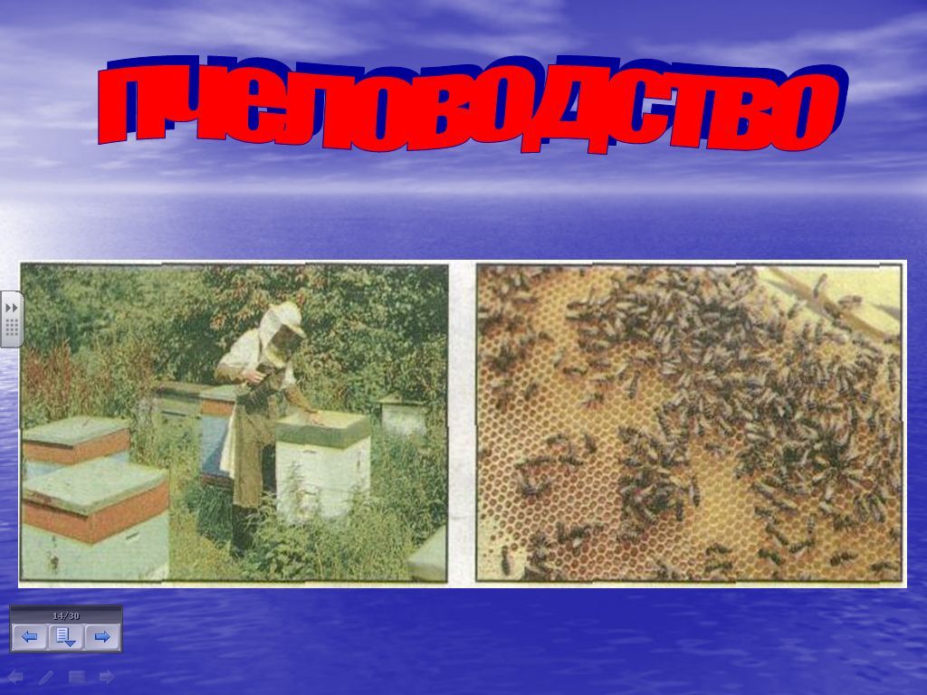 Пчеловодство доклад 3 класс. Животноводство Пчеловодство. Животноводство в нашем крае Пчеловодство. Пчеловодство отрасль животноводства. Животноводство Пчеловодство сообщение.