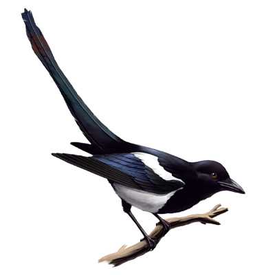 magpie.jpg