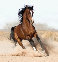 http://www.symbolsbook.ru/images/K/ArabianHorse.jpg