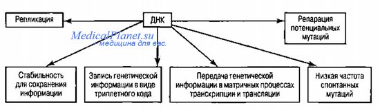 структура днк