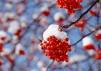 banch_of_rowanberry