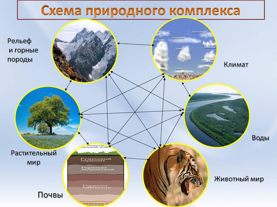 Опишите природный комплекс вашей местности по плану новосибирская область