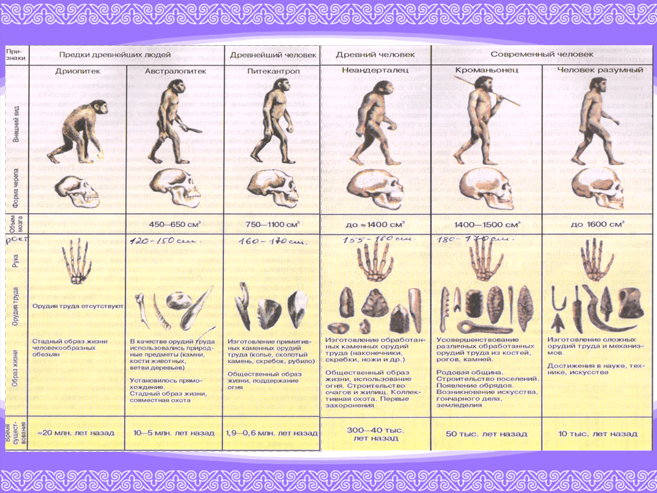 Этапы эволюции человека проект