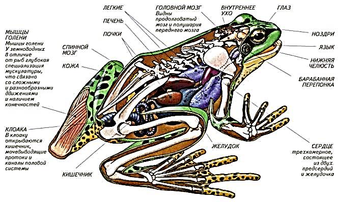 http://900igr.net/datai/biologija/Vnutrennee-stroenie-zemnovodnykh/0006-009-Skhema-vnutrennego-stroenija-zemnovodnykh.jpg