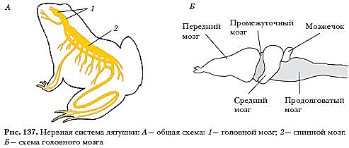 Описание: C:\Program Files\Образовательные комплексы\Биология, 7 кл. Животные\edu_r75_bio7\data\res\res15802042-6EA6-4824-BA2F-E95A4C9A070F