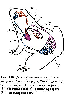 Описание: C:\Program Files\Образовательные комплексы\Биология, 7 кл. Животные\edu_r75_bio7\data\res\resE0703286-20DE-4E87-9B1F-93681D3CCD1A