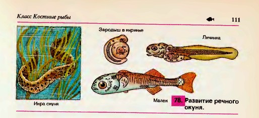 Икра малек рыба схема для детей