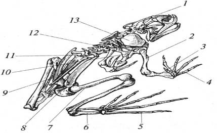 Рисунок скелета лягушки