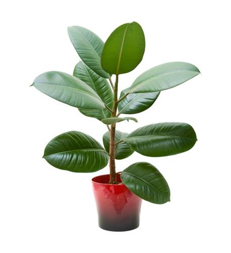 ficus_shutterstock_45894223_01_06f48399aa