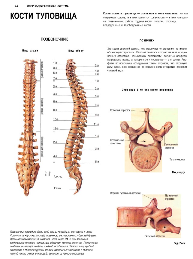 Скелет позвоночника человека фото с описанием позвонков