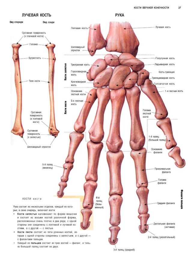 Скелет руки человека рисунок с подписями