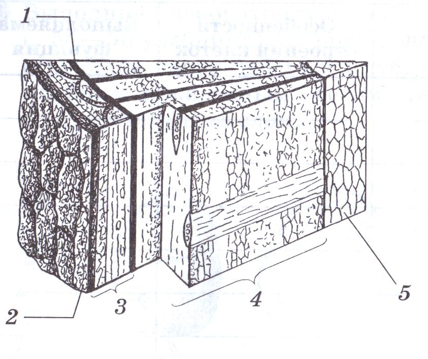 Внутреннее строение дерева 6 класс. Слои на стволе спиленного дерева биология 6. Слои спиленного дерева биология. Слои на стволе спиленного дерева рисунок. Подпишите слои на стволе спиленного дерева биология.
