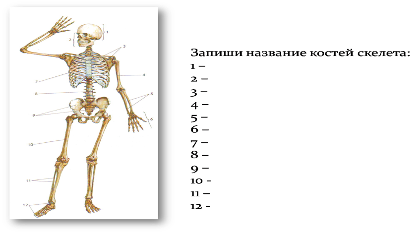 Поставить на 4 кости. Скелет человека 8 класс биология. Строение скелета биология. Кости скелета человека 8 класс биология. Отделы скелета человека 8 класс биология.