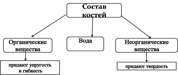 Состав костей неорганические вещества органические вещества. Химический состав кости. Химический состав скелета человека. Химический состав костей человека схема. Органические и неорганические вещества кости.