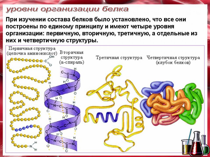 Рисунок на котором представлена первичная структура белка