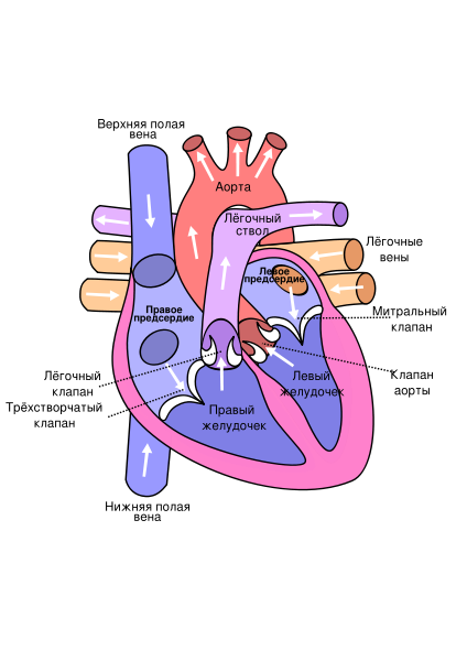 424px-Heart_ru