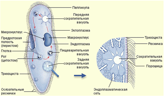 http://titorovanatali.ru/images/stories/education/zoo/stroenie-ameba.png