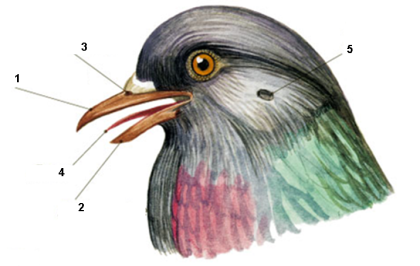 Внешний вид голубя рисунок