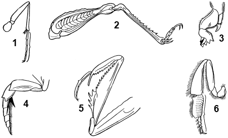Типы ножек насекомых