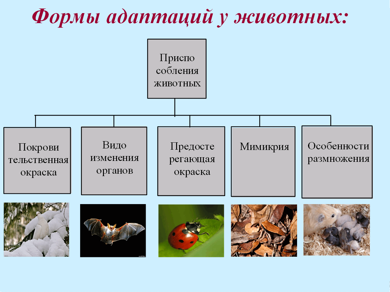 Пример адаптации организмы таблица