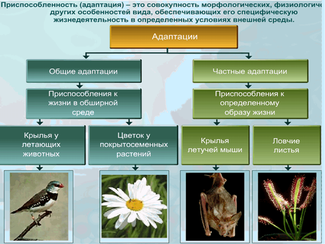 Факторы приспособления. Приспособленность организмов. Адаптация живых организмов. Приспособление адаптация. Виды адаптации организмов.