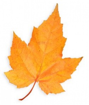 C:\Users\User\Downloads\golden-maple-leaf_2636459.jpg