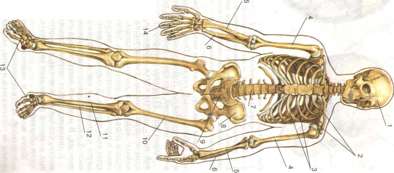 Скелет человека биология 8