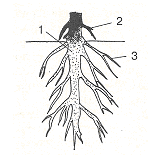 Рисунок корня биология