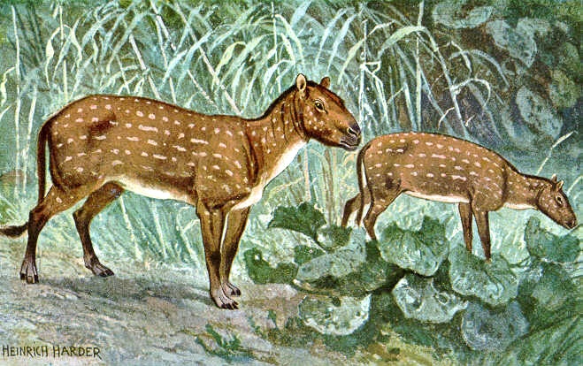 https://upload.wikimedia.org/wikipedia/commons/6/6e/Hyracotherium_Eohippus_hharder.jpg