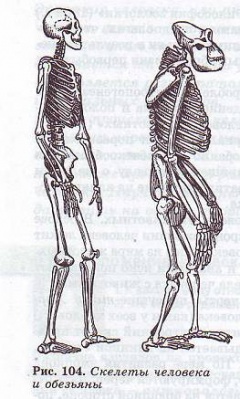 Скелет человека и обезьяны