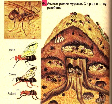 Схема устройства муравейника