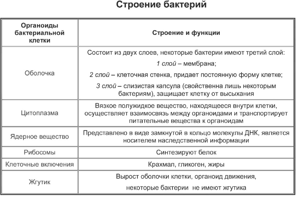 Схема строения бактерии