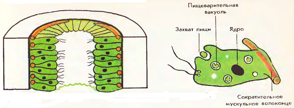 Внутренний слой. Строение внутреннего слоя клеток энтодермы гидры. Строение внутреннего слоя клеток эктодермы гидры. Железистая клетка энтодермы. Железистые клетки энтодермы рисунок.