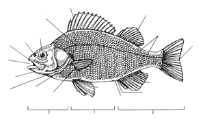 Внешнее строение рыбы 7 класс рисунок
