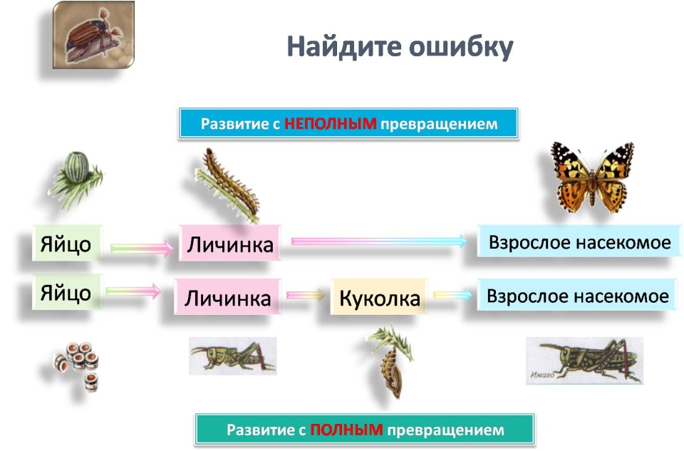 Типы развития насекомых схема