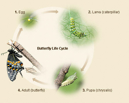 http://babochkidoma.narod.ru/olderfiles/1/ButterflyLifeCycle.jpg