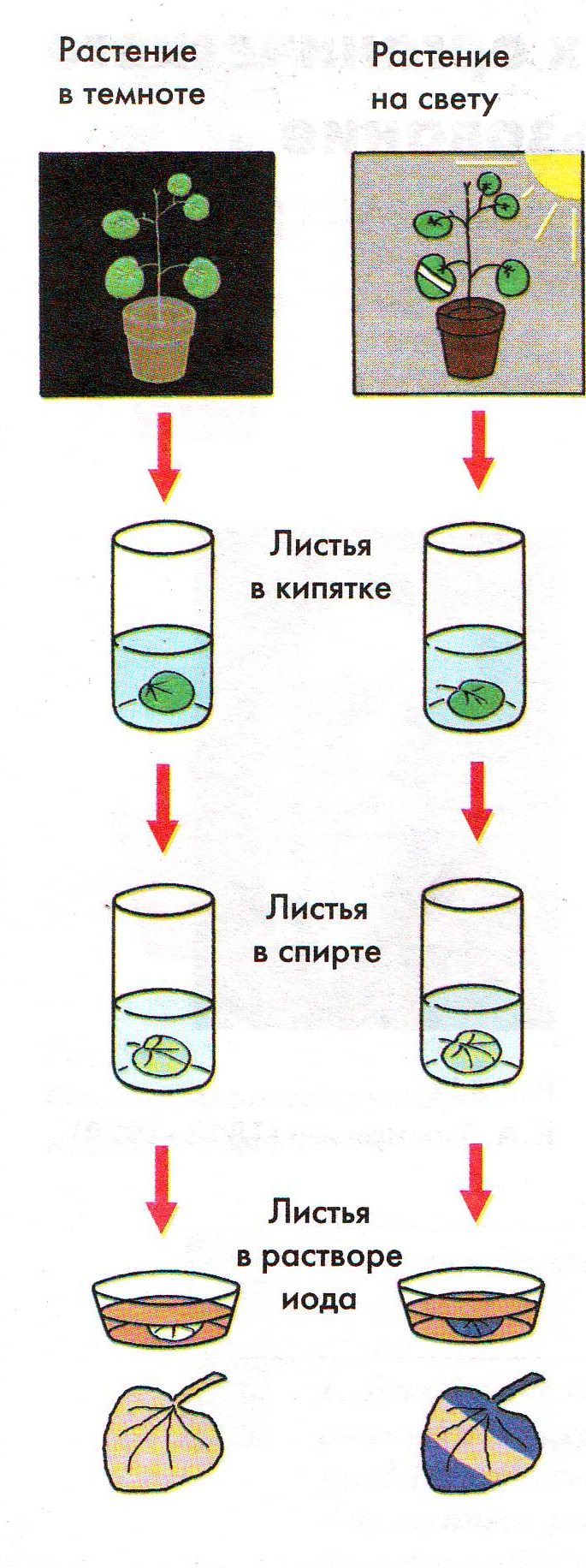 Ученики ученые провели эксперимент с растениями изучи схему эксперимента и ответь на вопросы