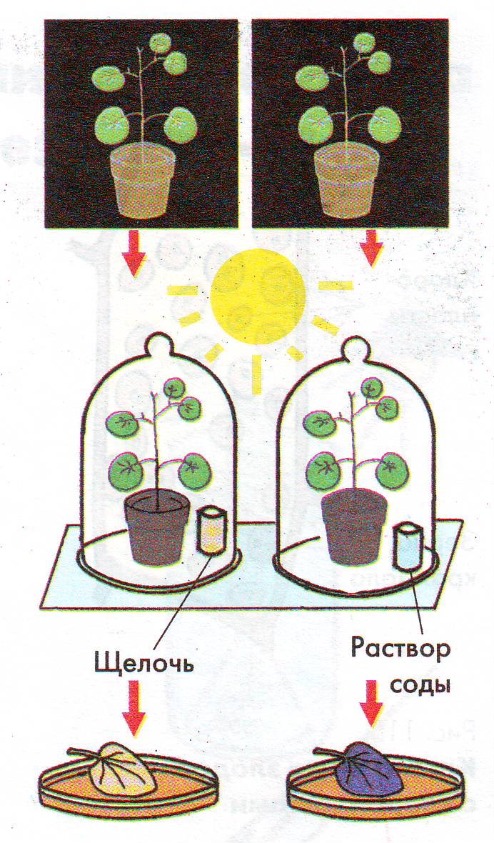 В изображенном на рисунке опыте растение помещают на подоконник и через несколько дней все