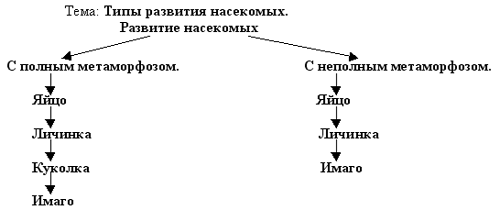 Презентация 7 класс развитие животных с превращением и без превращения 7 класс