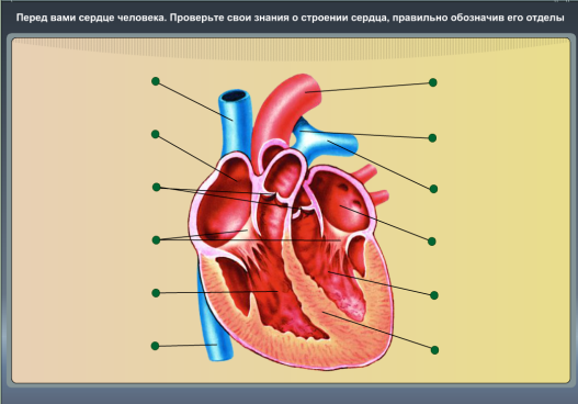 Нарисовать строение сердца