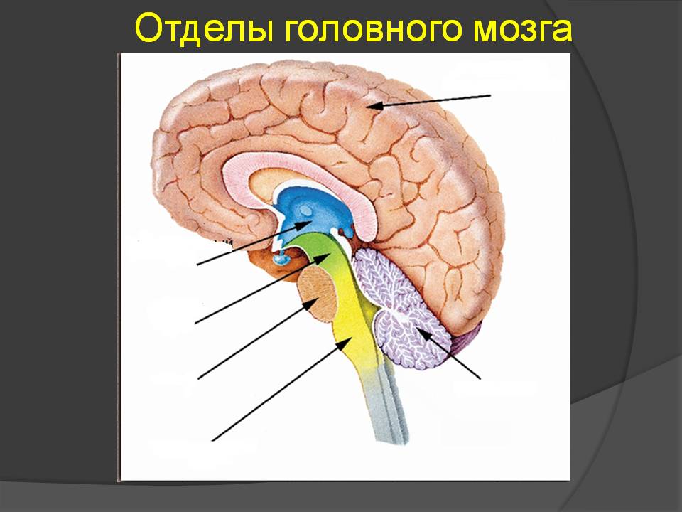 Рисунок головного мозга 5 отделов