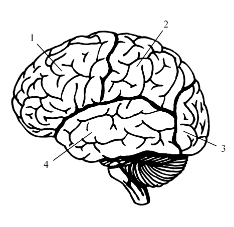 Схематический рисунок мозга