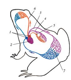 Схема кровообращения лягушки
