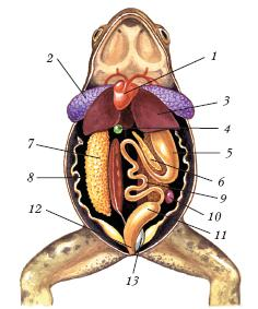 Изучите таблицу класс земноводные строение лягушки рассмотрите рисунок
