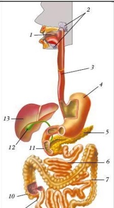 C:\Users\1\Desktop\пищеварительная система.jpg